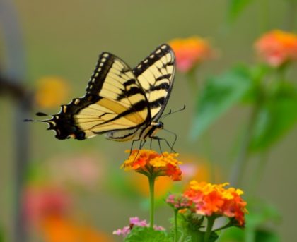 tiger-swallowtail-butterfly